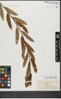 Foto von Salix triandra subsp. triandra L.